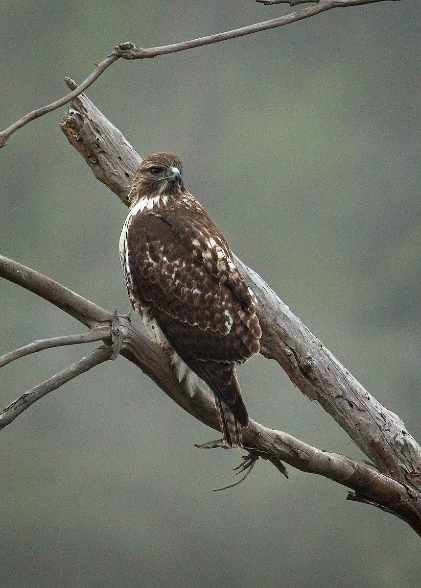Red-tailed Hawk - ML647247361