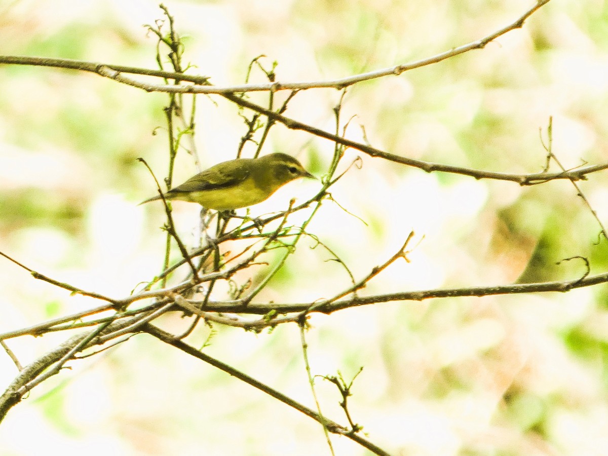 Bireo filadelfiarra - ML647247366