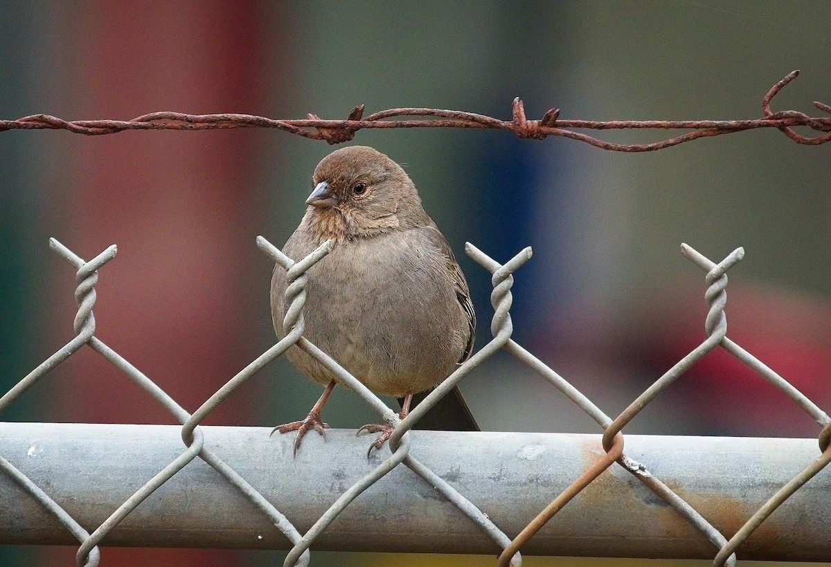 California Towhee - ML647247379