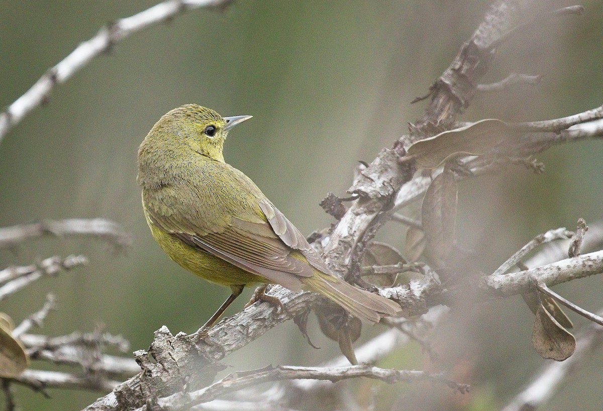 Orange-crowned Warbler - ML647247383