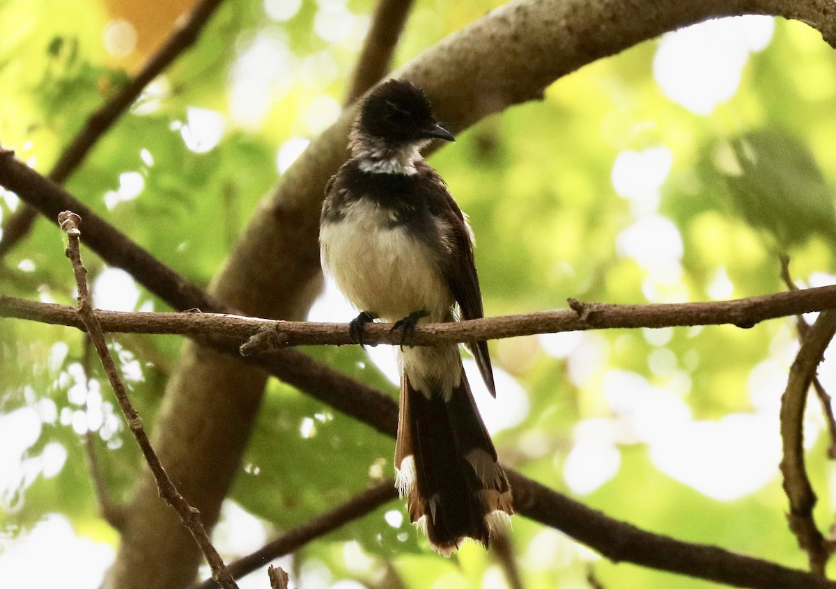 Büyük Boz Katmerkuyruk - ML647247405