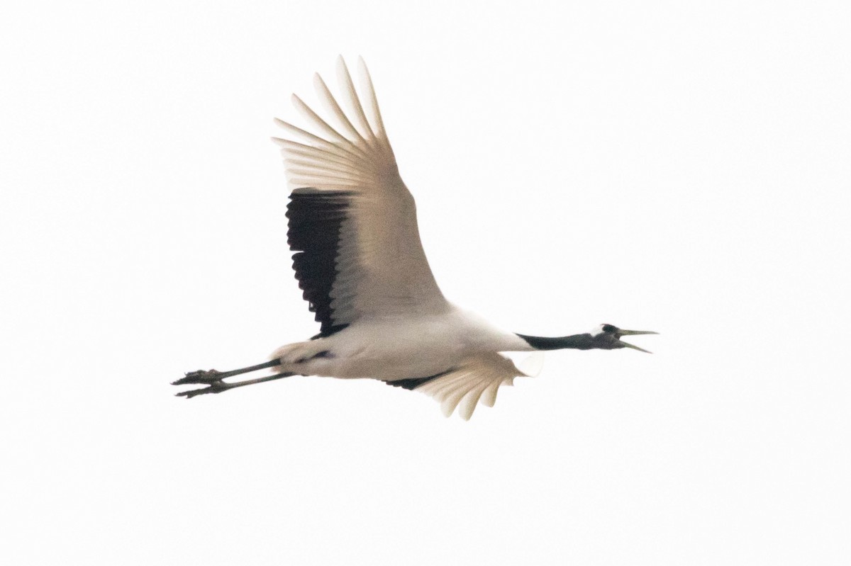 Japon Turnası - ML647247416