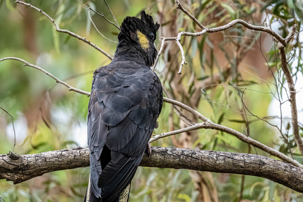Yellow-tailed Black-Cockatoo - ML647247417