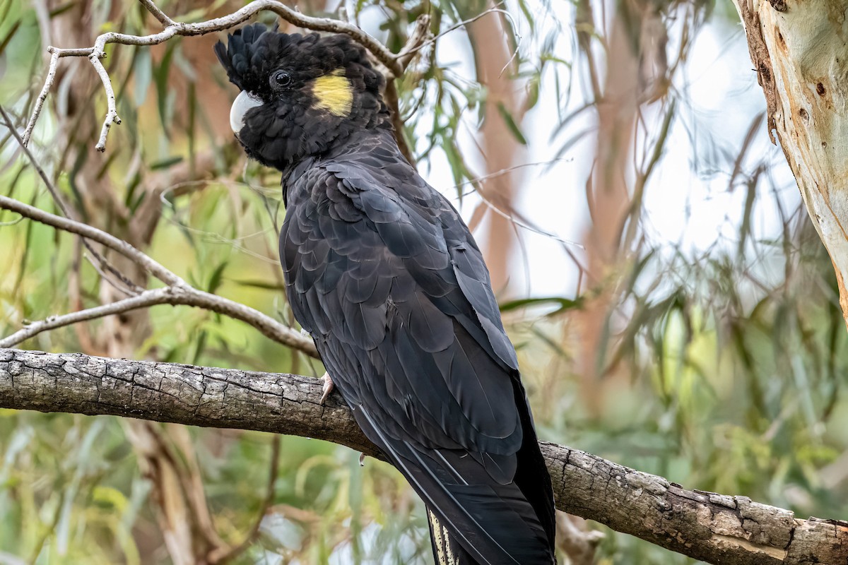 Yellow-tailed Black-Cockatoo - ML647247418