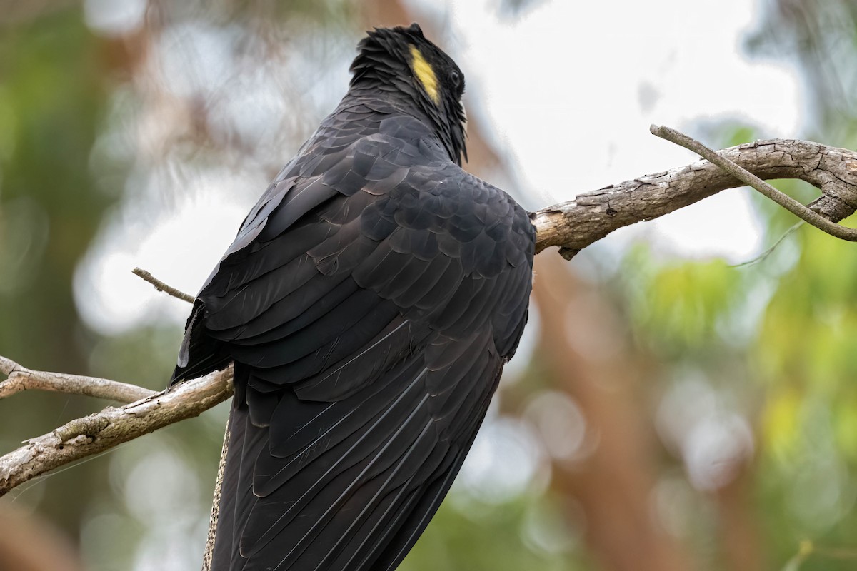 Yellow-tailed Black-Cockatoo - ML647247430