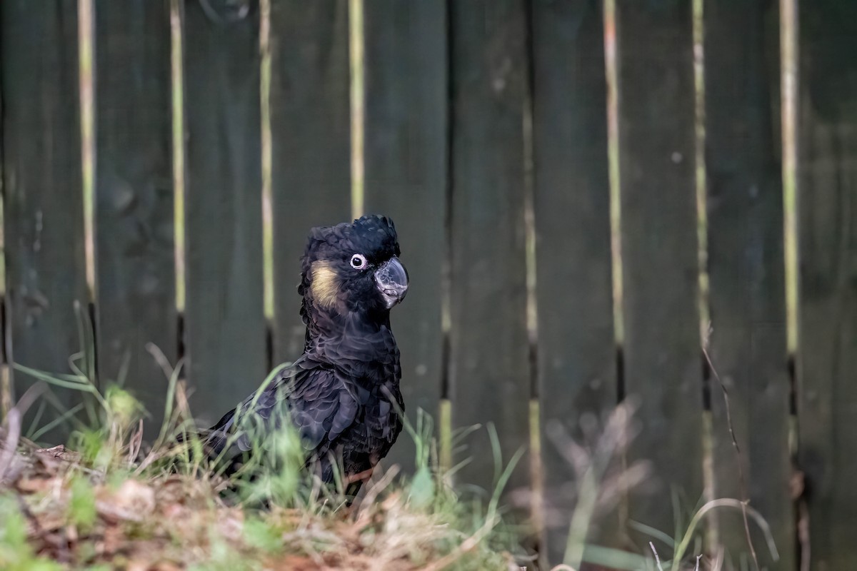 Yellow-tailed Black-Cockatoo - ML647247431
