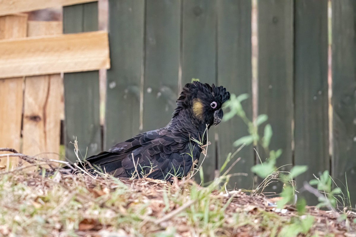 Yellow-tailed Black-Cockatoo - ML647247432