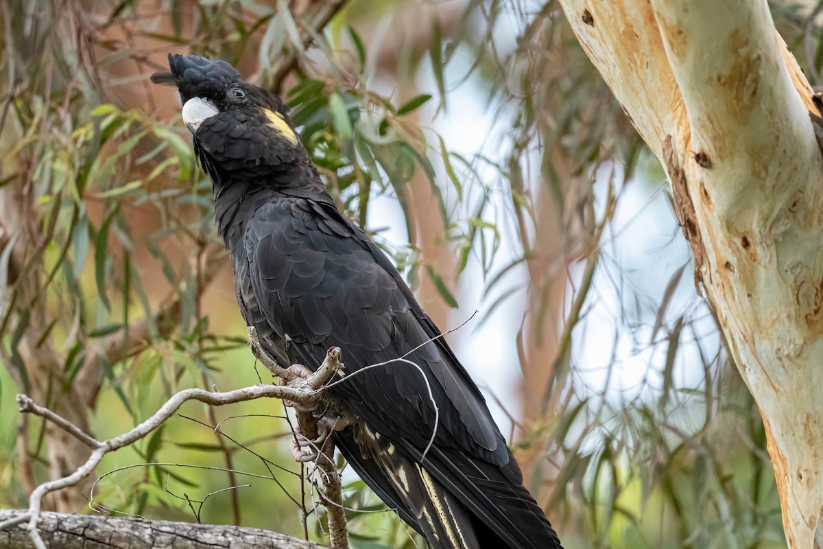 Yellow-tailed Black-Cockatoo - ML647247433