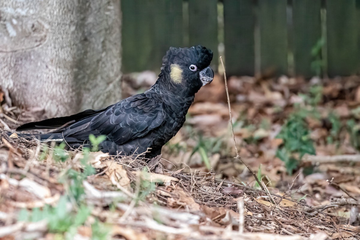 Yellow-tailed Black-Cockatoo - ML647247434