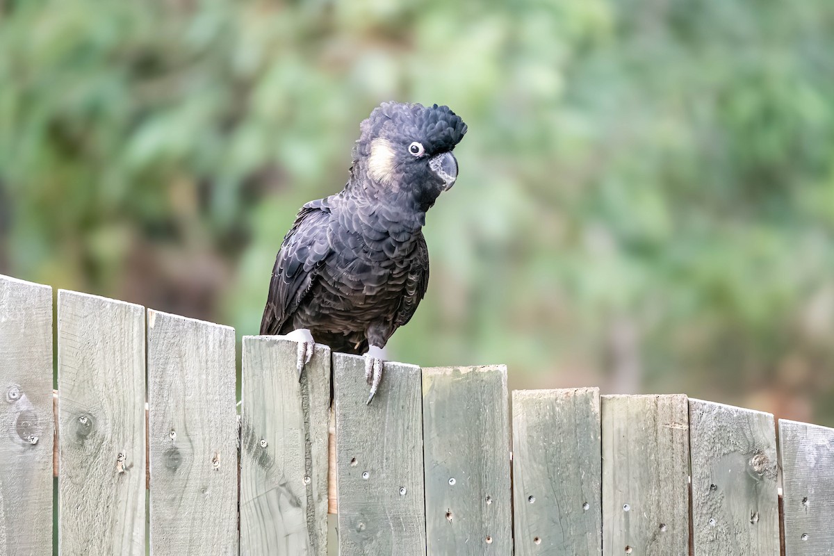 Yellow-tailed Black-Cockatoo - ML647247435