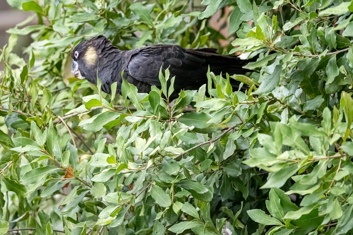 Yellow-tailed Black-Cockatoo - ML647247436