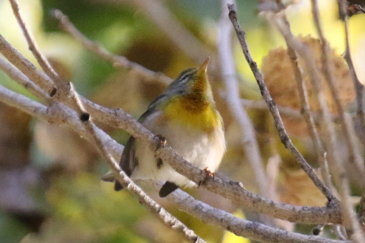 Northern Parula - ML647247437