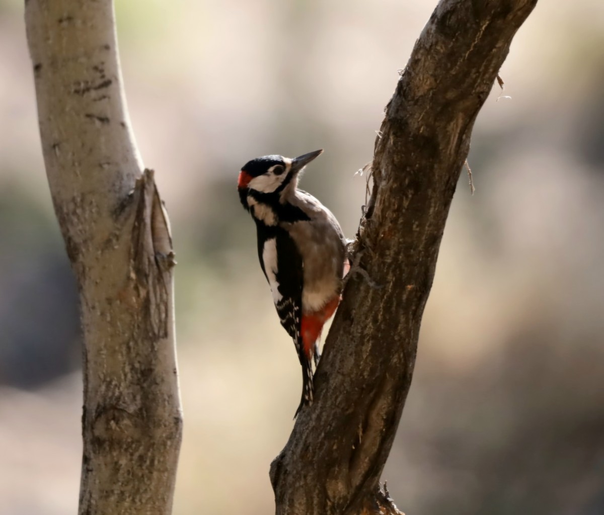Great Spotted Woodpecker (Canarian) - ML647247441
