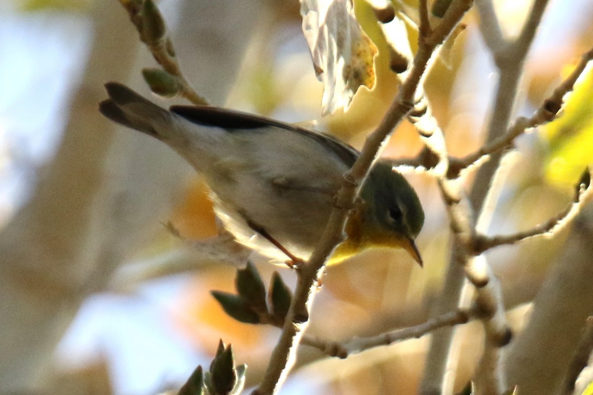 Northern Parula - ML647247442