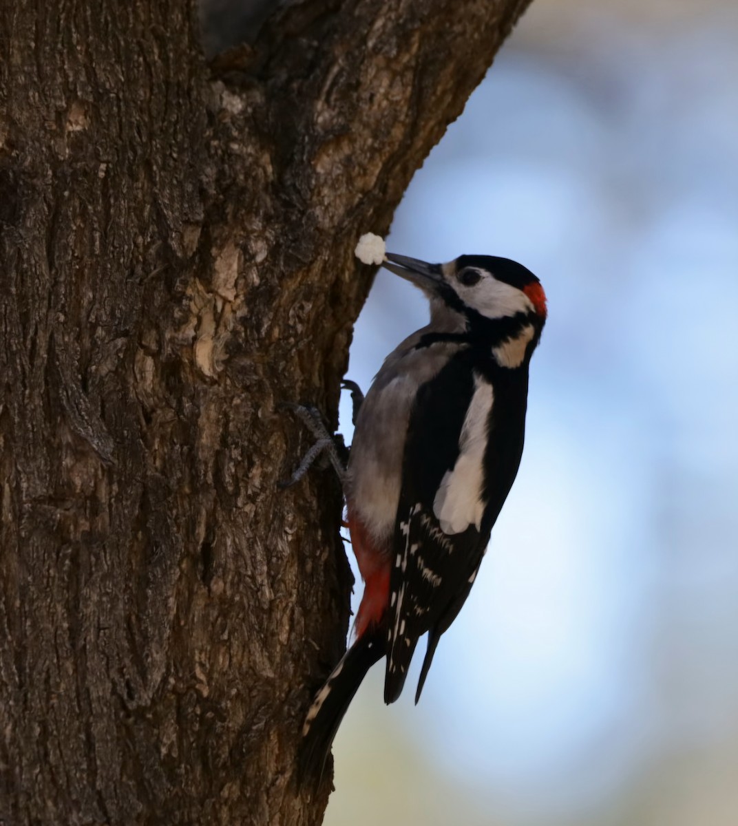 Great Spotted Woodpecker (Canarian) - ML647247443