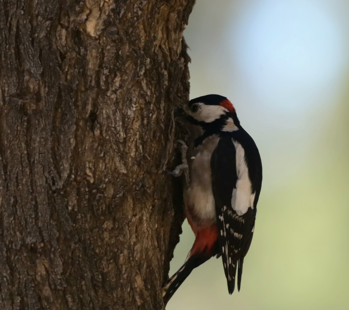 Great Spotted Woodpecker (Canarian) - ML647247444