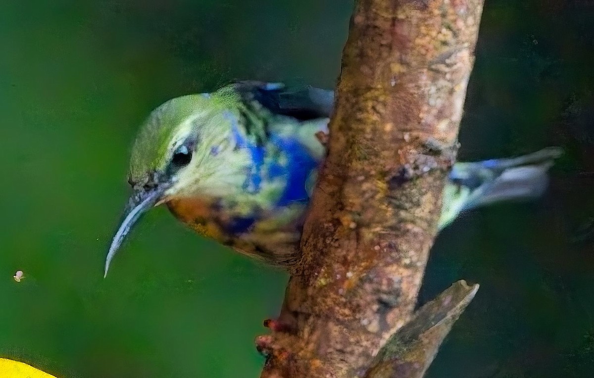 Red-legged Honeycreeper - ML647247448