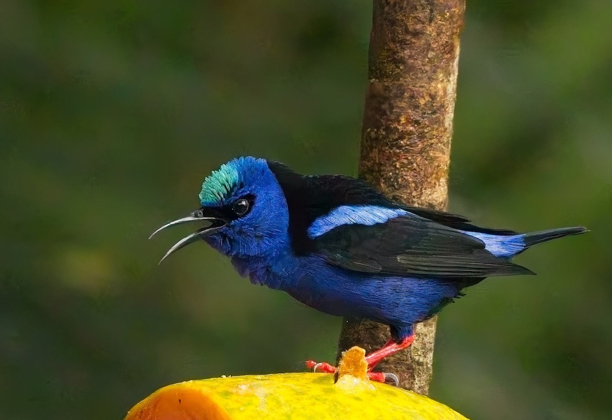 Red-legged Honeycreeper - ML647247449