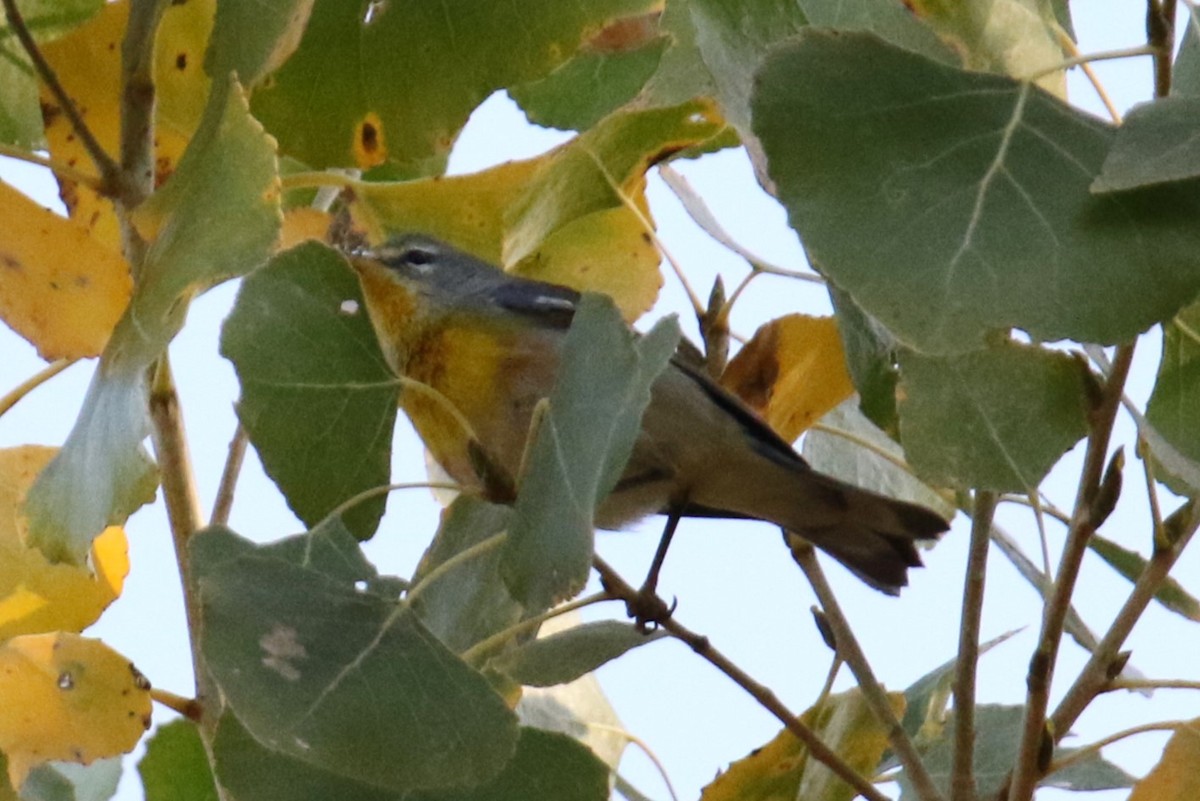 Northern Parula - ML647247450