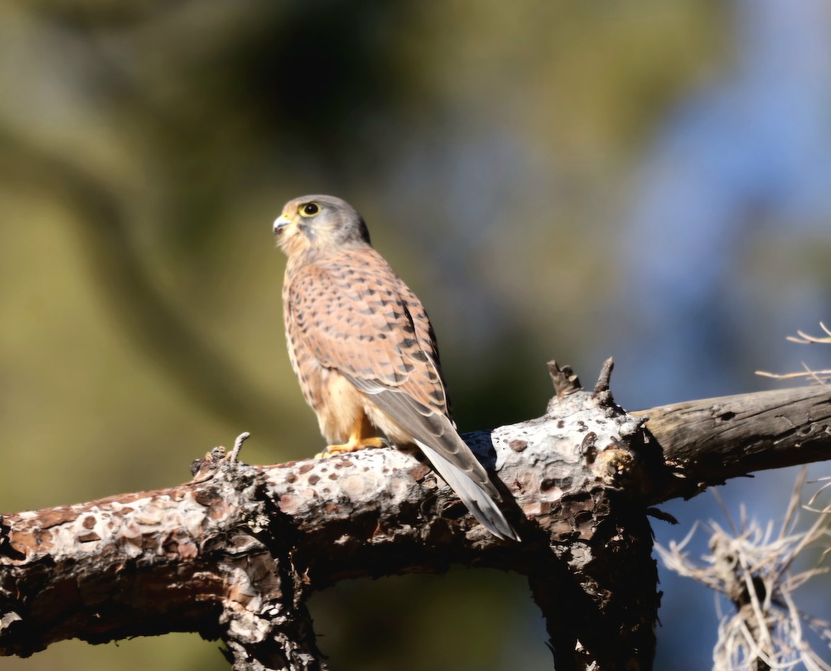Eurasian Kestrel - ML647247460