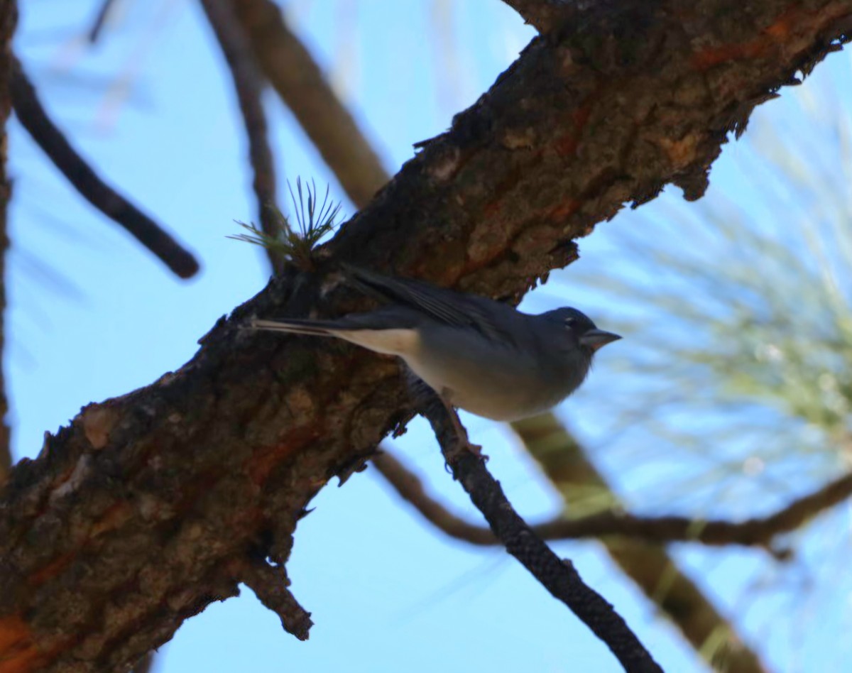 Tenerife Blue Chaffinch - ML647247469