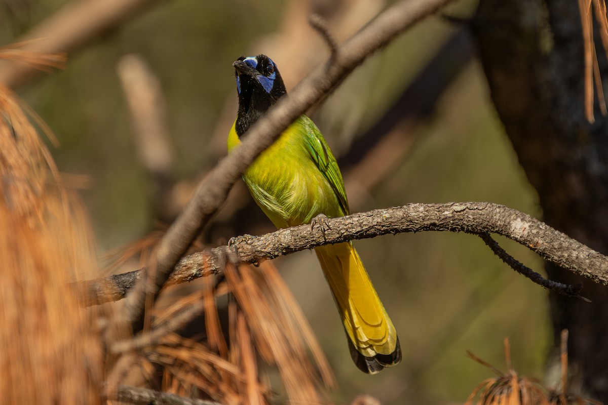 Перуанская сойка [группа luxuosus] - ML647247478