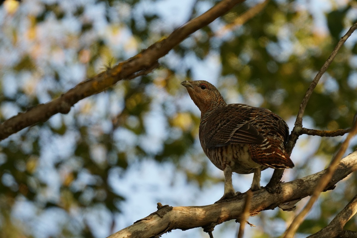 tetřev hlušec - ML647247495