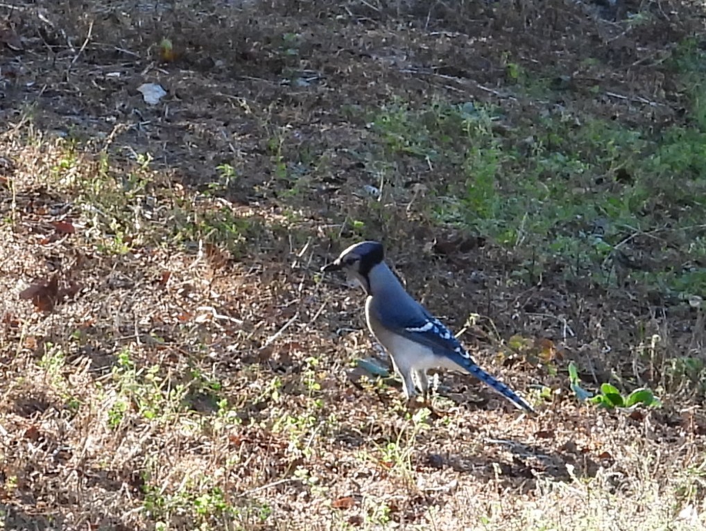 Geai bleu - ML647247498