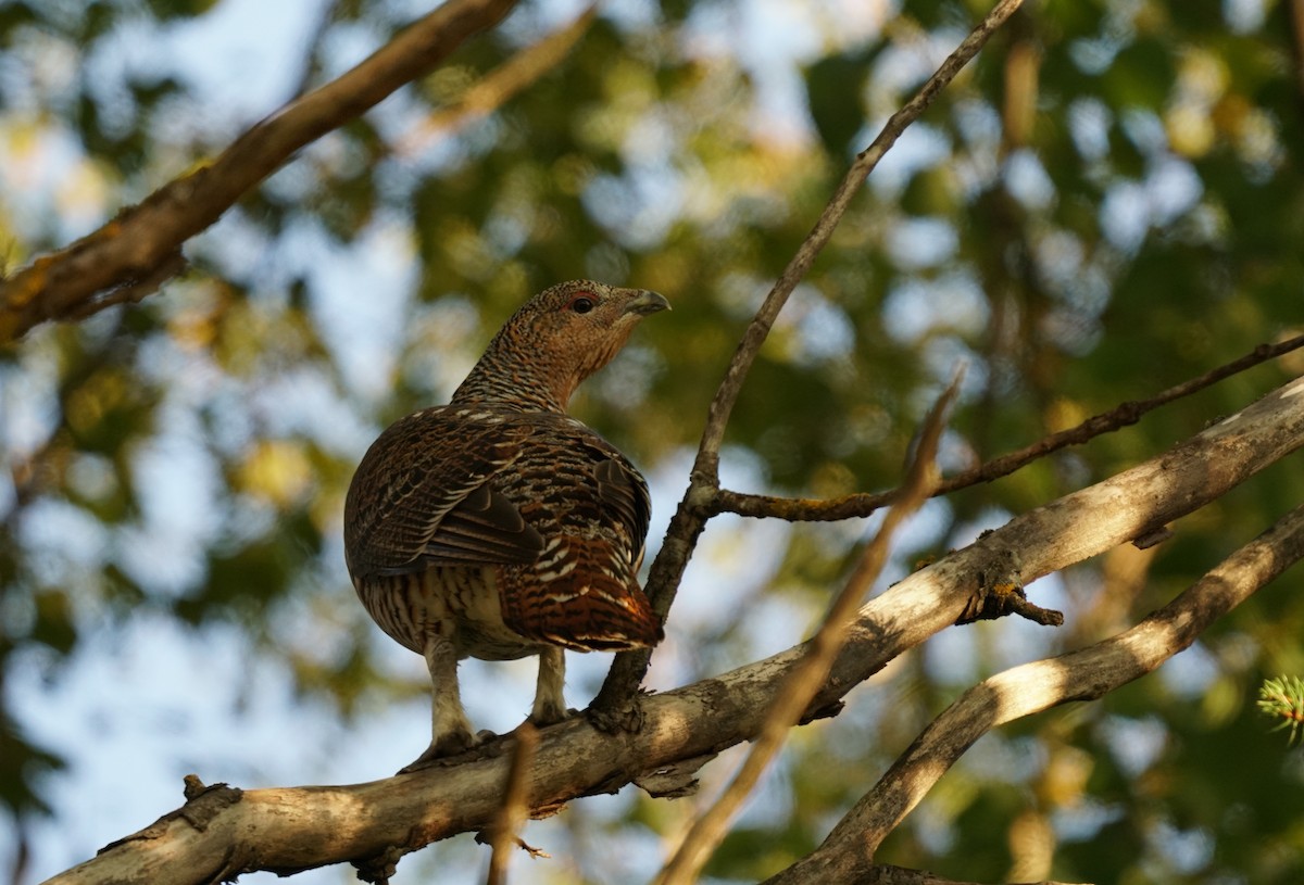 tetřev hlušec - ML647247503