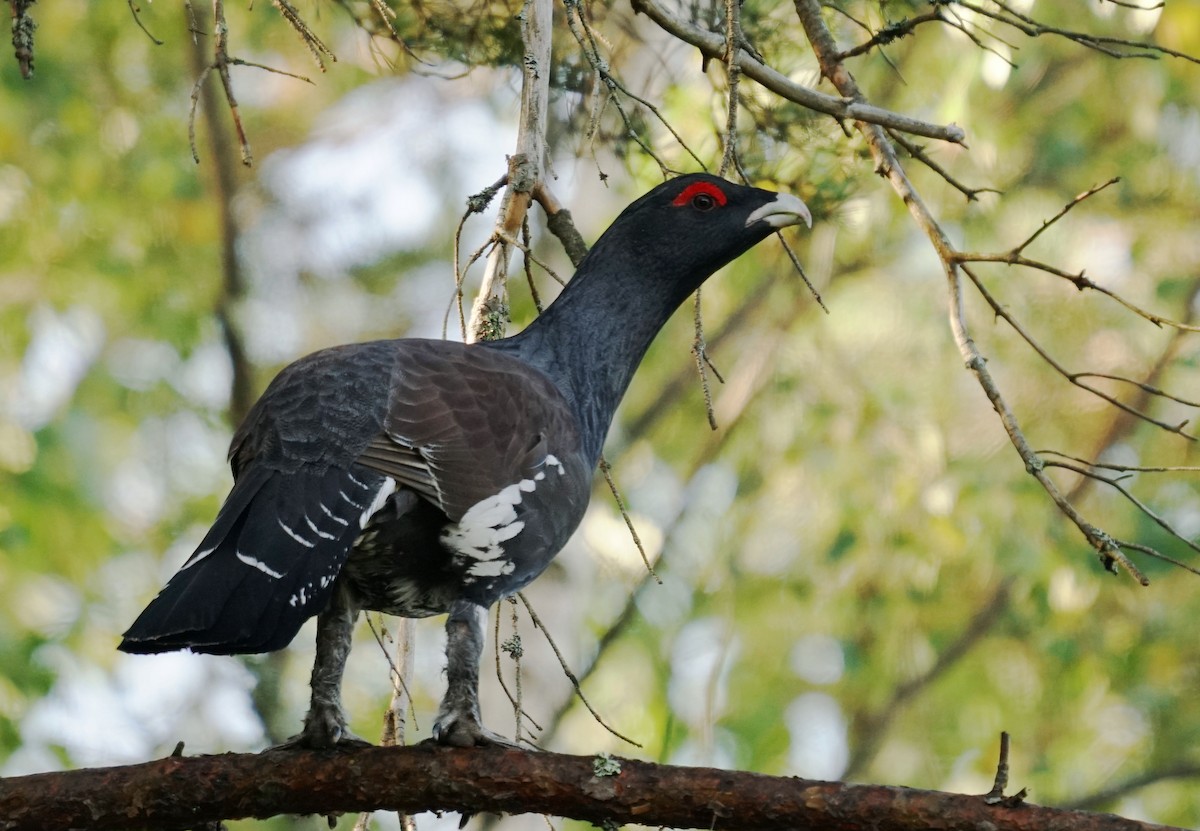 tetřev hlušec - ML647247514