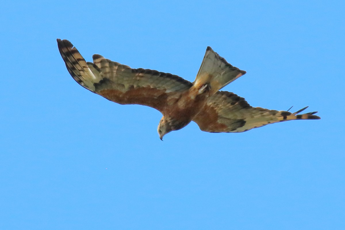 Milano Colicuadrado - ML647247528