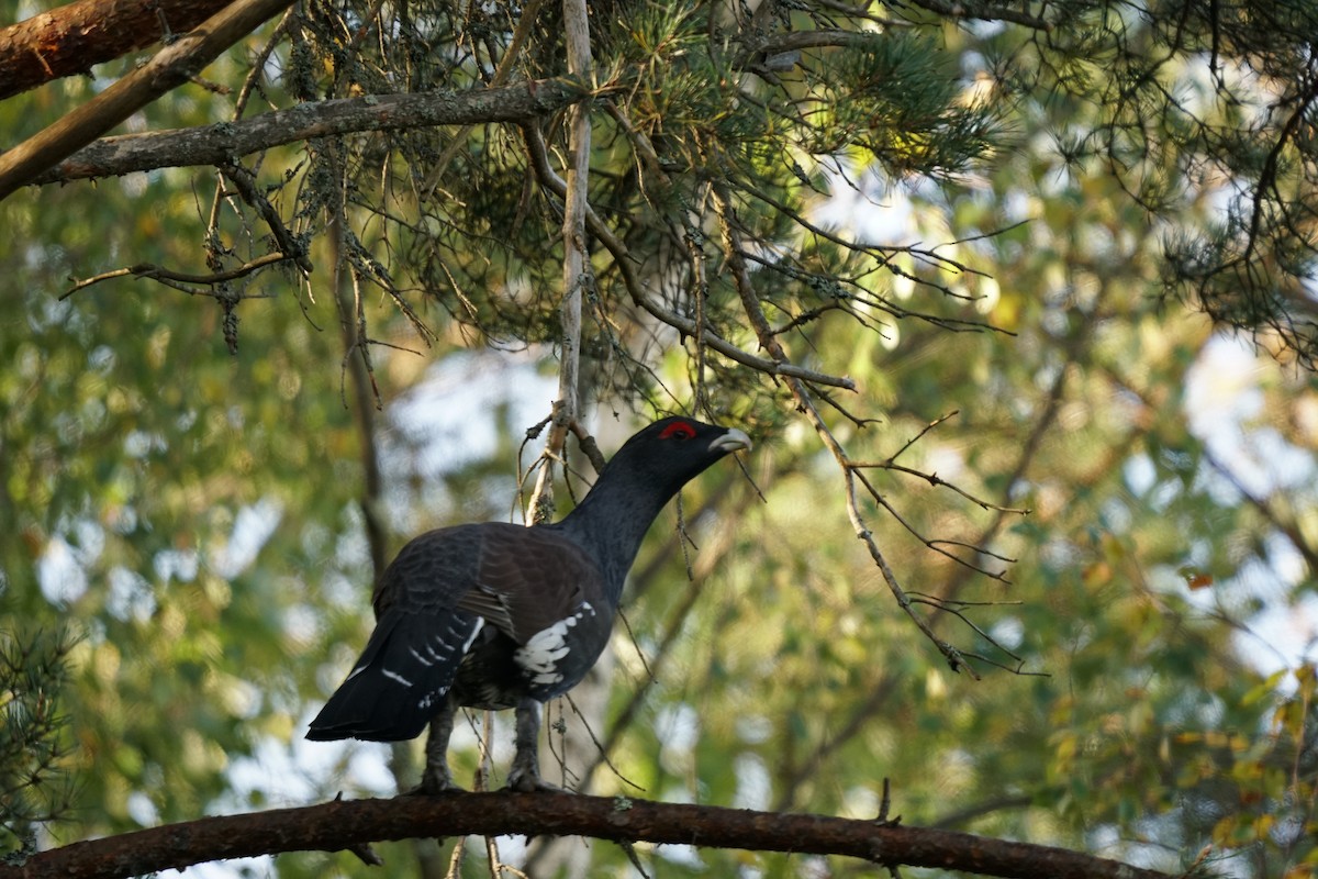 tetřev hlušec - ML647247536