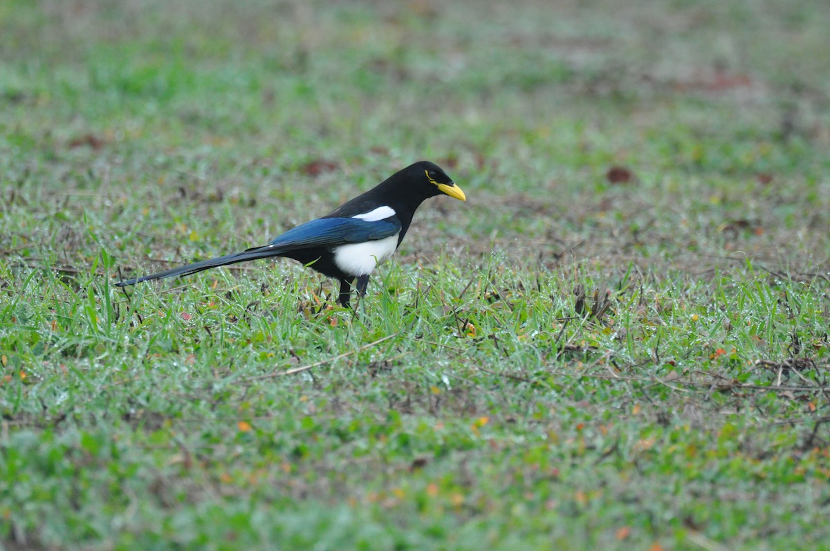 Yellow-billed Magpie - ML647247541