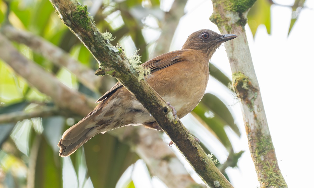 Hauxwell's Thrush - ML647247549