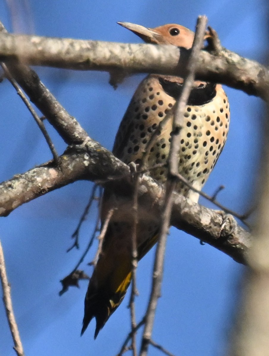Northern Flicker - ML647247552