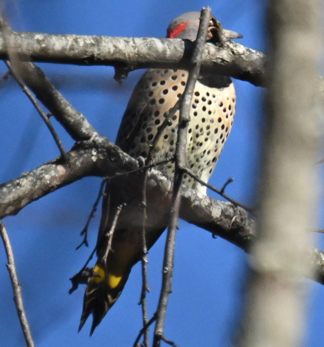 Northern Flicker - ML647247553