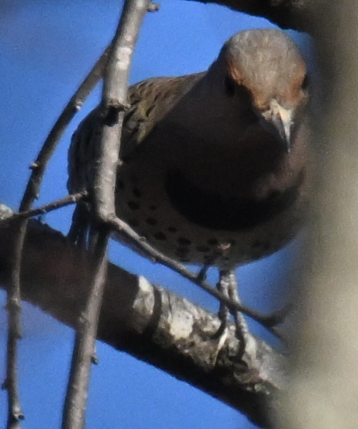Northern Flicker - ML647247554