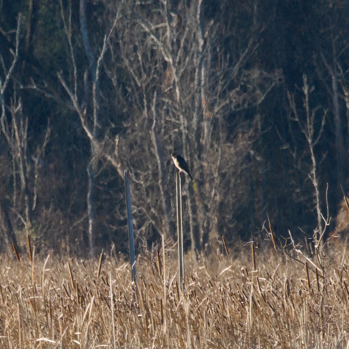 Sharp-shinned/Cooper's Hawk - ML647247574