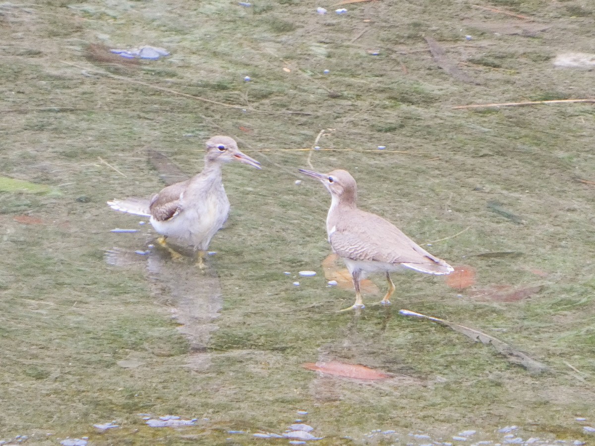 Benekli Düdükçün - ML647247576