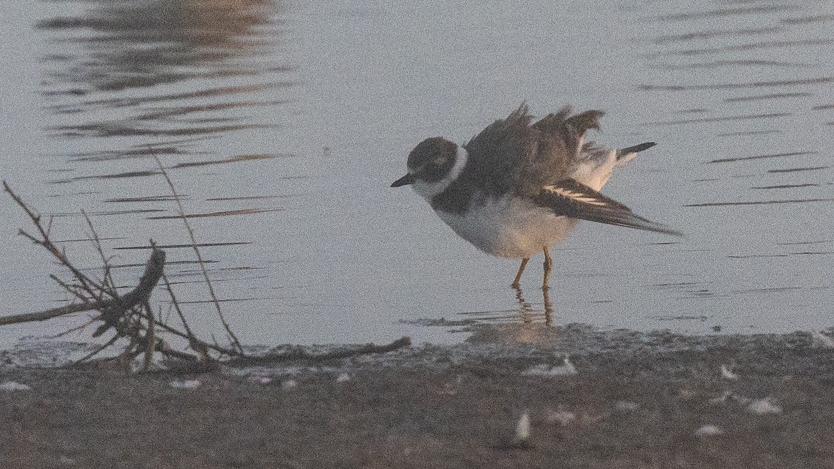 Semipalmated Plover - ML647247594