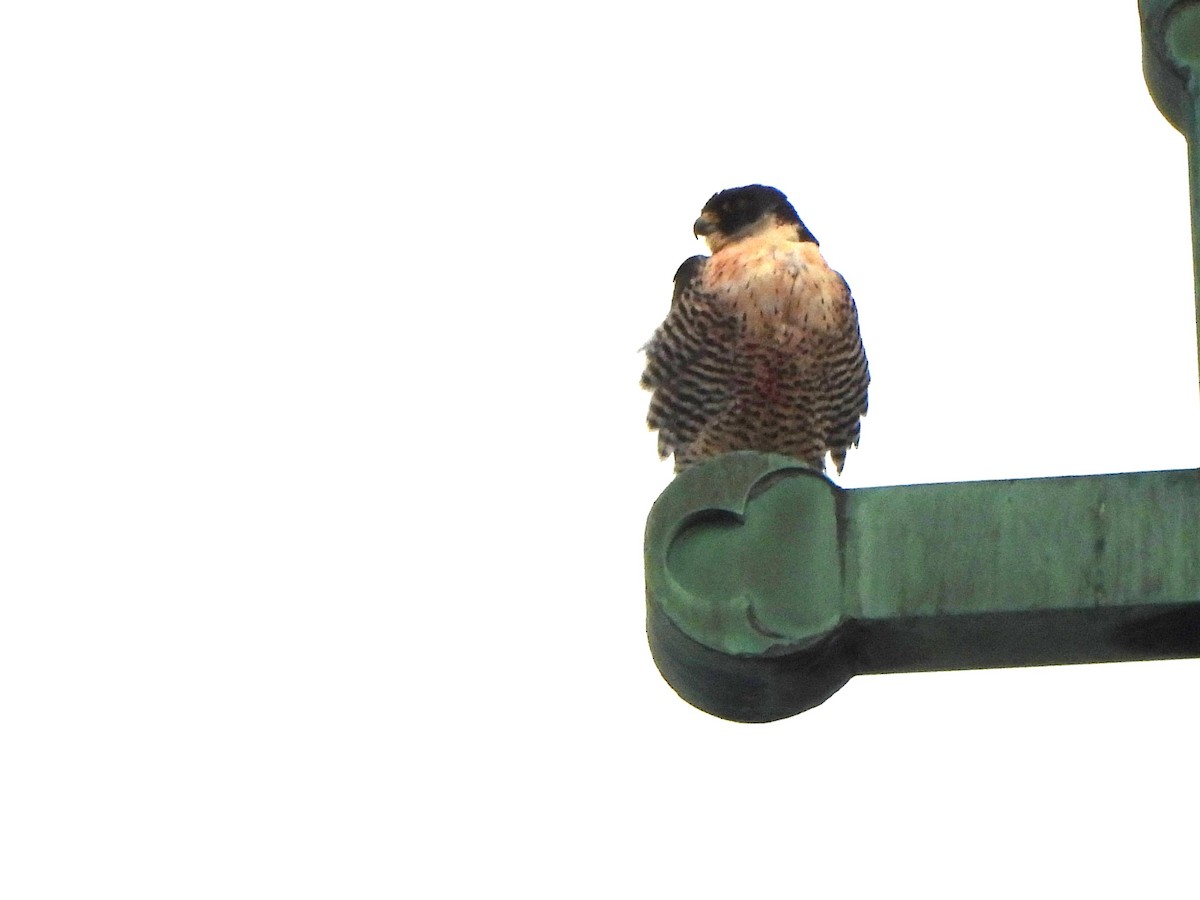 Peregrine Falcon - ML647247611