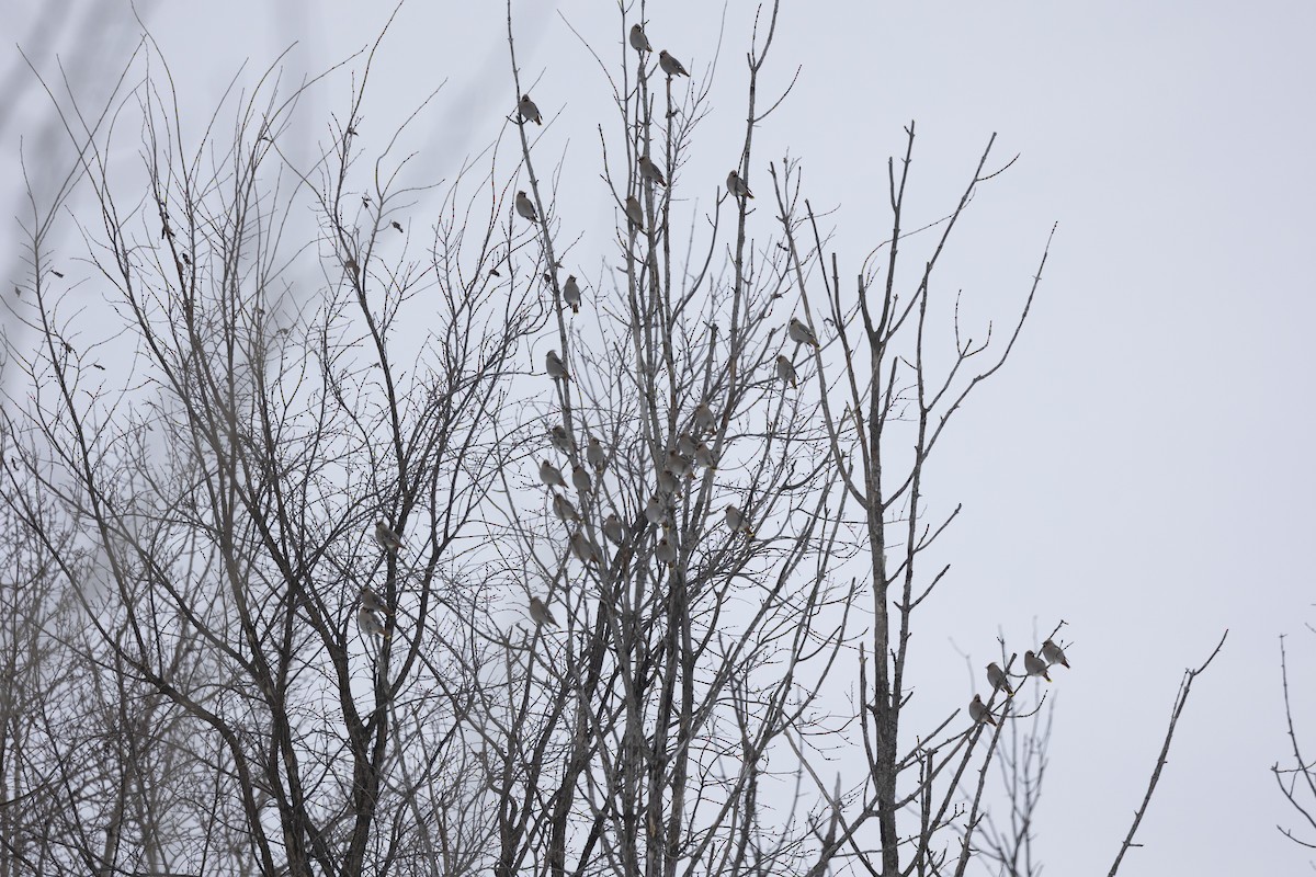 Seidenschwanz - ML647247622