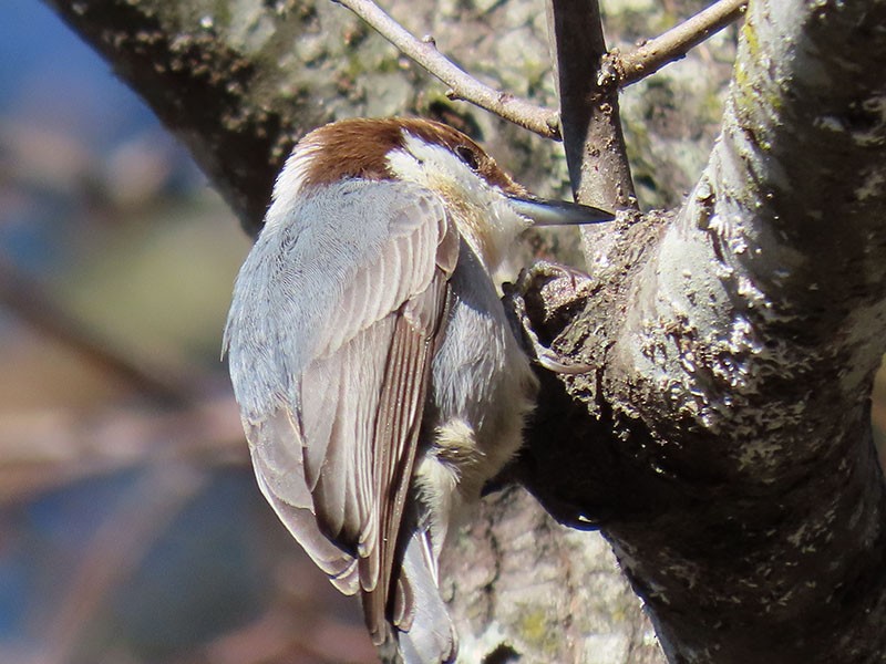 Brown-headed Nuthatch - ML647247653