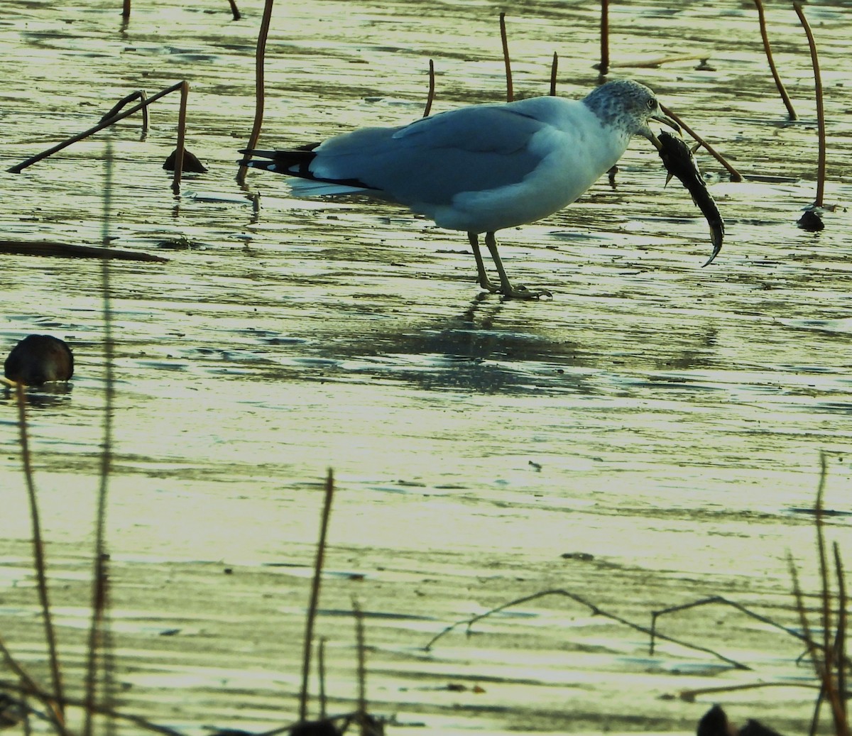 gull sp. - ML647247692