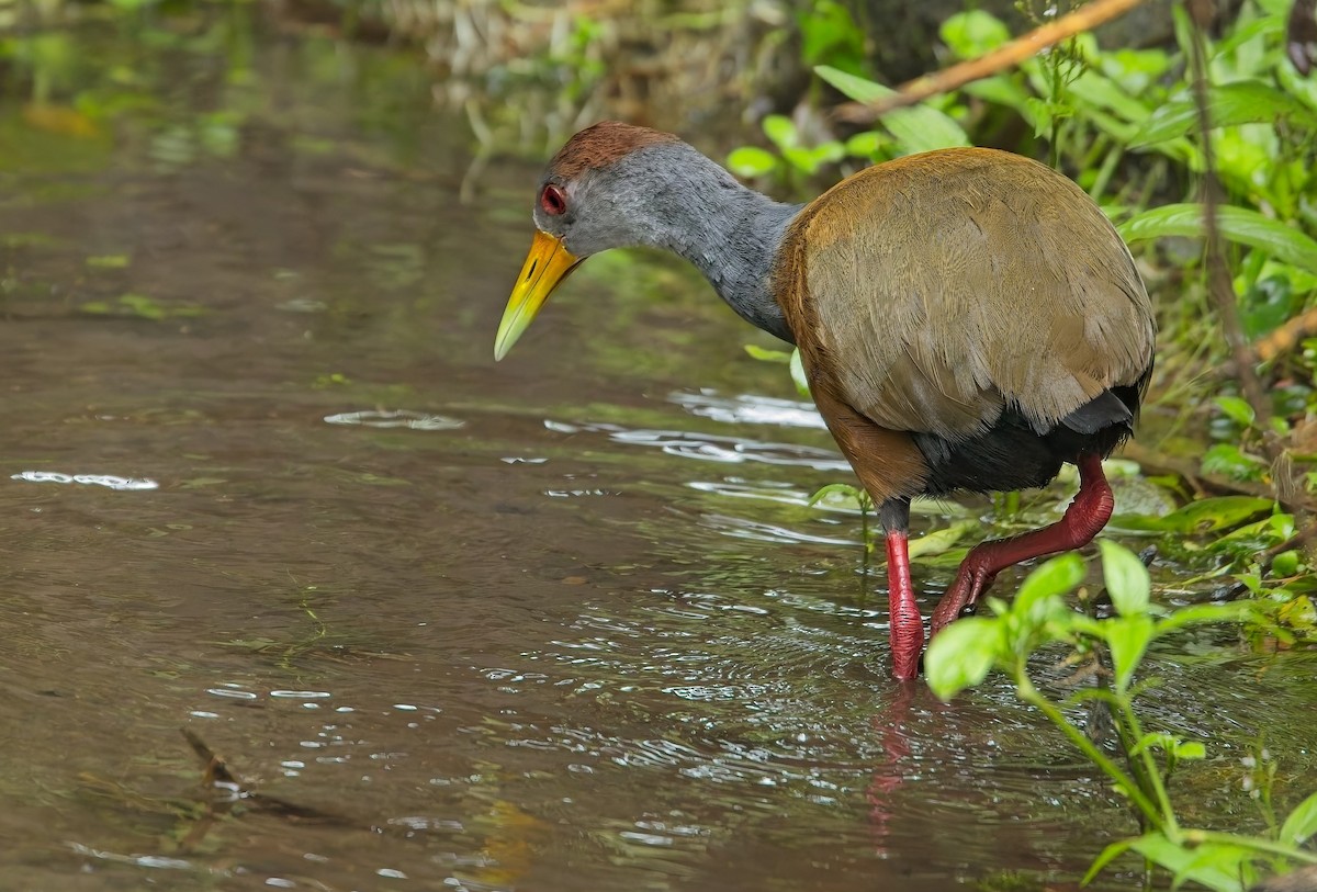 Russet-naped Wood-Rail - ML647247701