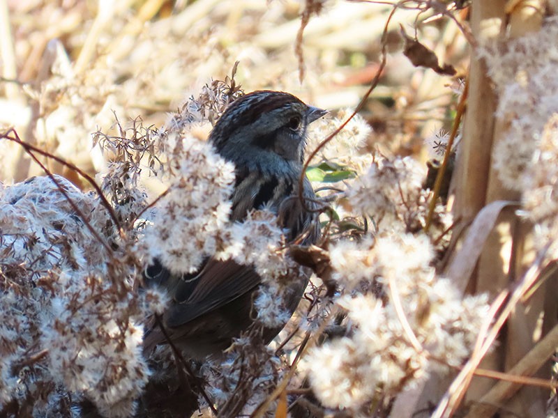 Swamp Sparrow - ML647247702