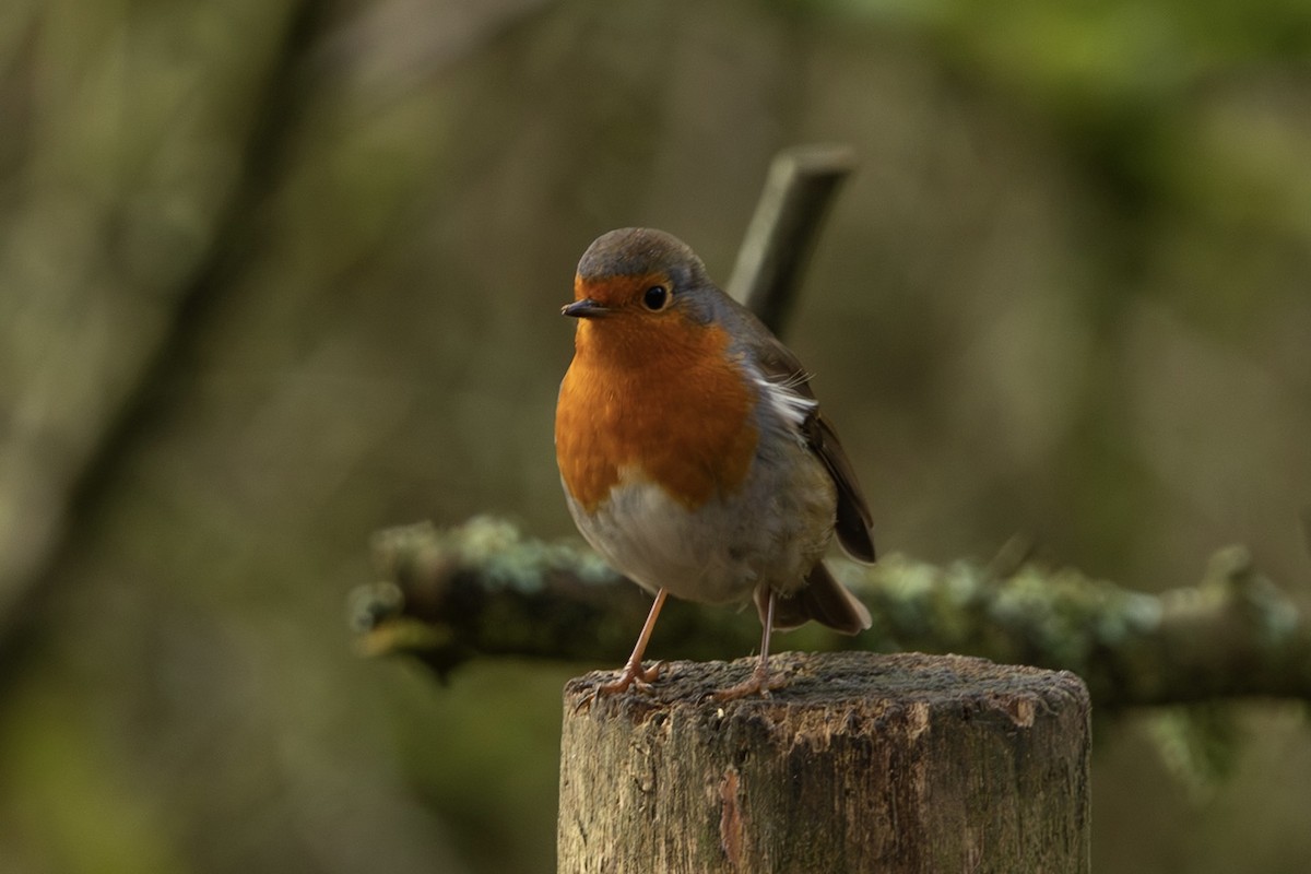 European Robin - ML647247710