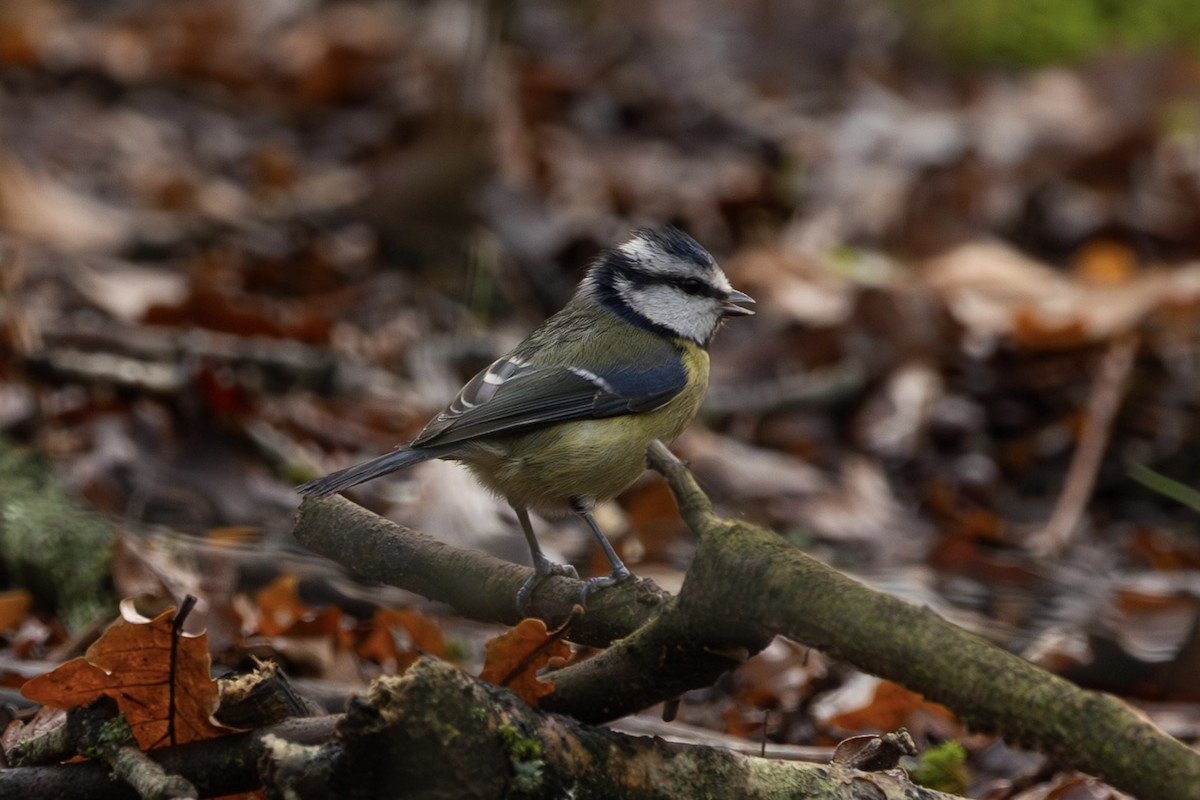 Herrerillo Común - ML647247727