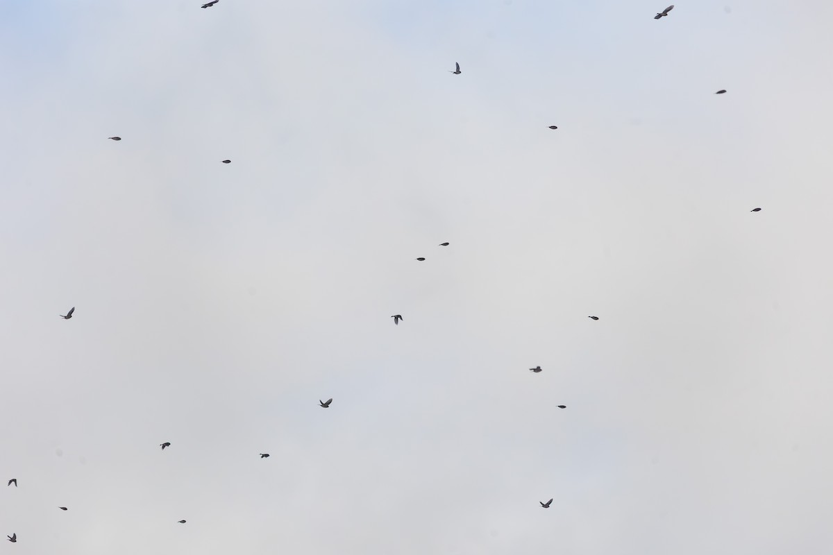 gråsisik (cabaret) (brunsisik) - ML647247736