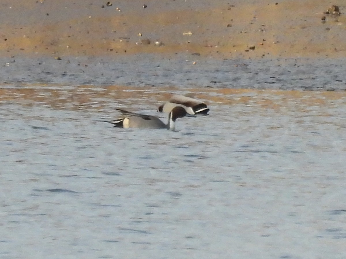 Northern Pintail - ML647247743